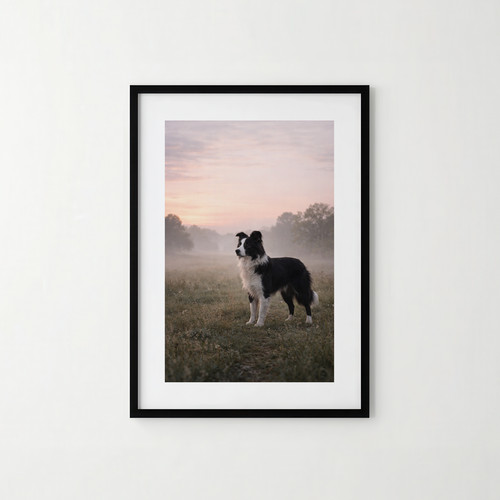 Dog print border collie in - print,