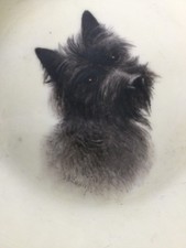 Vintage Royal Worcester Cairn