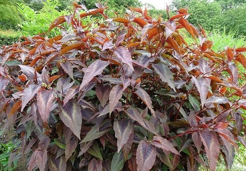 Persicaria microcephala red - microcephala,