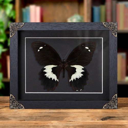 Swallowtail taxidermy - swallowtail,