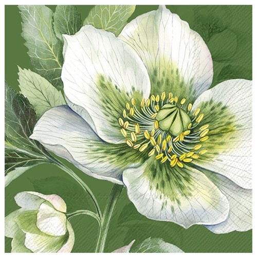Elegant christmas rose - christmas,
