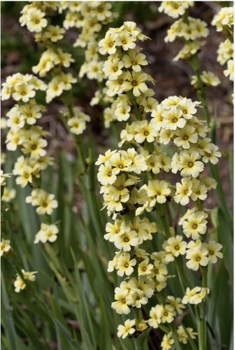 Yellow sisyrinchium - 10,