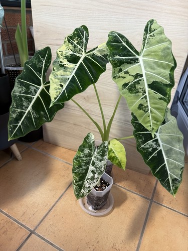 Variegated alocasia frydek - alocasia,