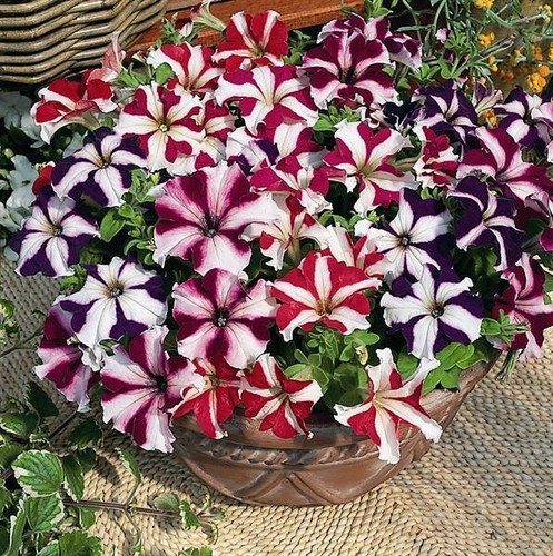 Flower petunia nana compacta - petunia,