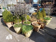 large decorative imitation terracotta fibreglass pots/planters with topiary