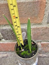 Medjool Date Palm Tree x2