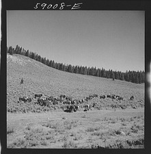 Photo:Cattle on grazing land