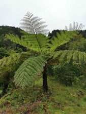 Cyathea cooperi - Australian Tree PREMIUM fern in 5 litre pot