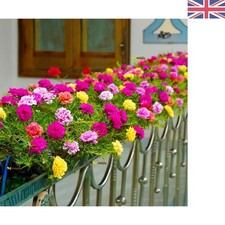 2000 Mixed Moss Rose Seeds +