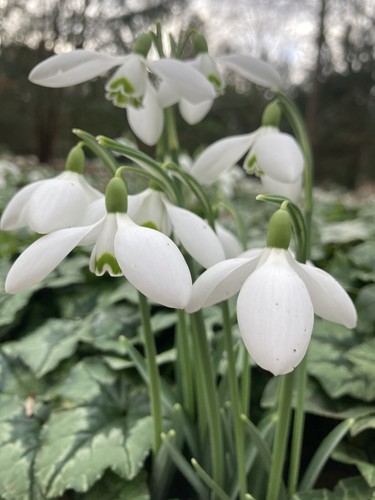 Twenty single snowdrop - twenty, (bulbs)