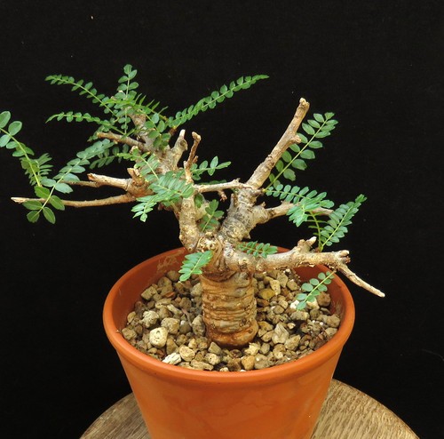 Boswellia neglecta euphorbia - boswellia,
