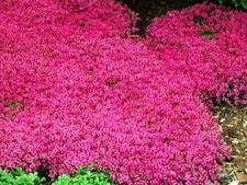 Live RED CREEPING THYME Plant