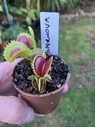 Venus fly trap dionaea - fly, trap,