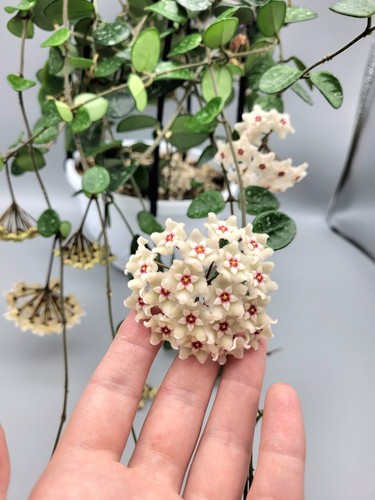 Hoya mathilde splash - hoya, (small