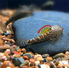 Rare hillstream loach - hillstream,