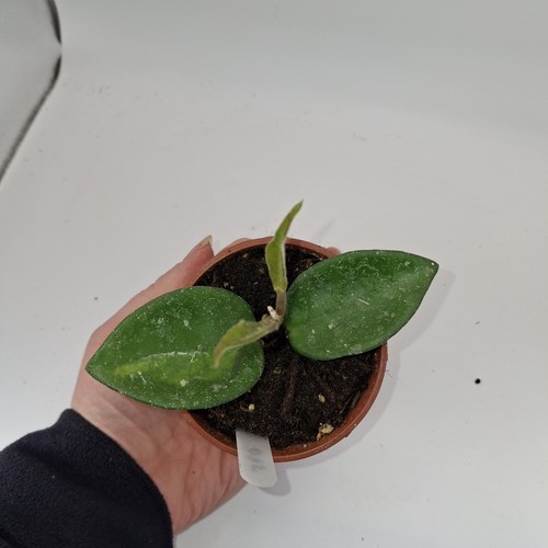 Hoya carnosa tricolor - carnosa, ‘tricolor’