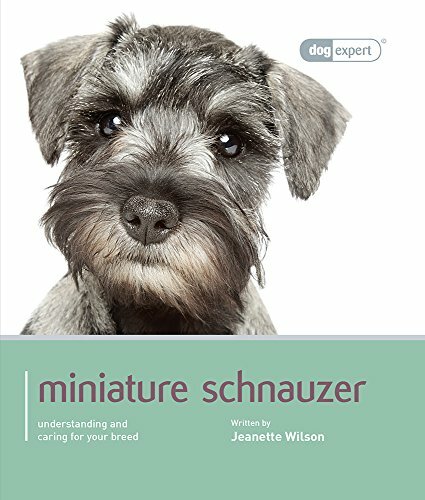 Miniature schnauzer - schnauzer:,