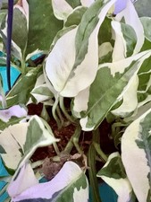 Stunning Epipremnum Pinnatum Variegated Cuttings. Fast Growing Plant.