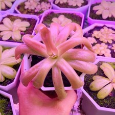 Pinguicula 'Squid Tentacles'