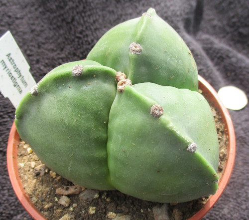 Astrophytum myriostigma - astrophytum,