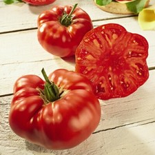 T&M Tomato Grafted Plants