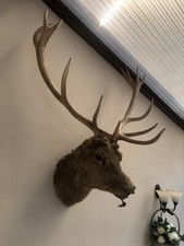 taxidermy 13 point stags head with antlers