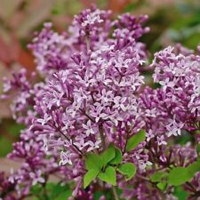 Suttons Lilac Syringa Palibin Dwarf Standard Scented Flowering 1 x 2 Litre Pot