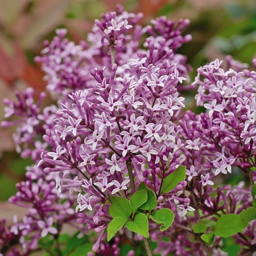 Suttons lilac syringa - suttons,