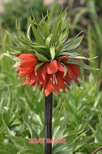 PHOTO  FRITILLARIA IMPERIALIS