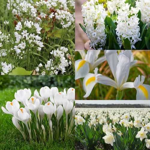 White mixed spring bulb - white,