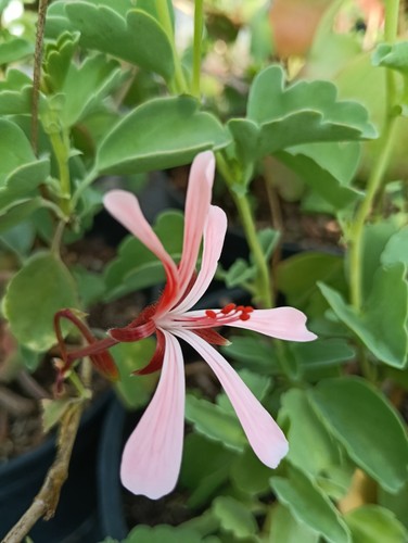 Pelargonium acetosum scented - pelargonium,