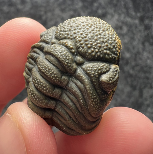 Moroccops trilobite fossil - moroccops, sp.