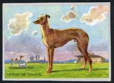 GREYHOUND RARE EUROPE ISSUE 1950'S DOG PICTURES STICKER / TRADE CARD