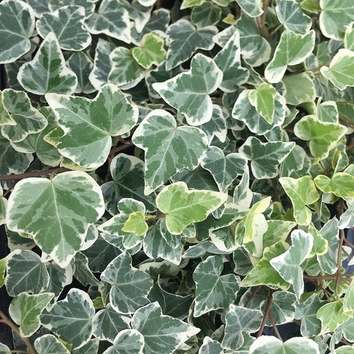 Hardy variegated ivy trailing - hardy,