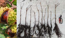 10 Horse Chestnut Grade outs