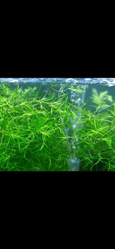 Guppy grass large portion - grass.,