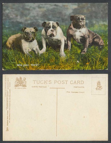 Bull dogs bulldogs - 3, goes