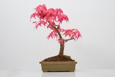 'Deshojo' Japanese Maple