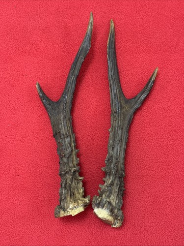 Pair roe deer antlers - pair,