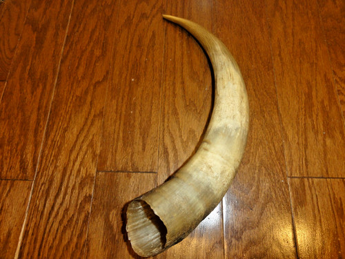 Natural cow horn bovine - 16",