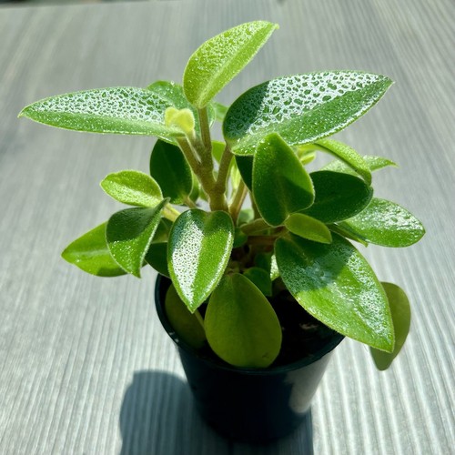 Peperomia pixie lime - peperomia,