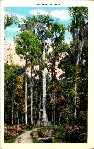 Big tree florida - big,