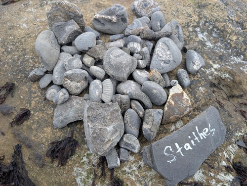 Mixed fossil lot yorkshire - fossil,