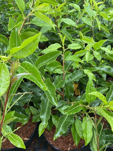 10x portuguese laurel plants - portuguese,