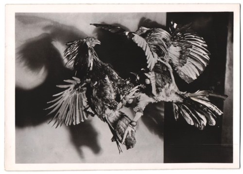 Photography cockfighting - photography, of