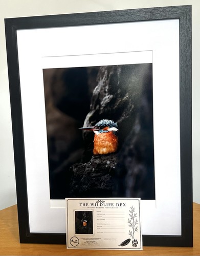 Harbour kingfisher bird - kingfisher,