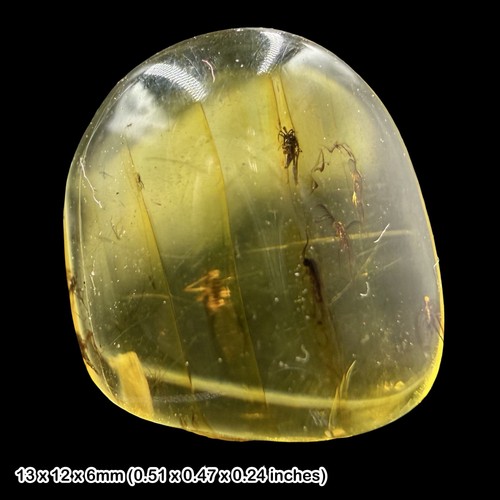 Baltic amber fossil - baltic,