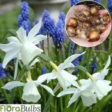 🌼Daffodil Bulbs Narcissus 25 Thalia🌼 Spring Flowering bulbs Garden plants