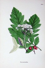 Original Old Antique Print Pyrus Pinnatifida Botany Plants C1902 Flowers Colour