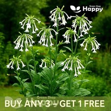 Woodland Tobacco - 5 000 Seeds